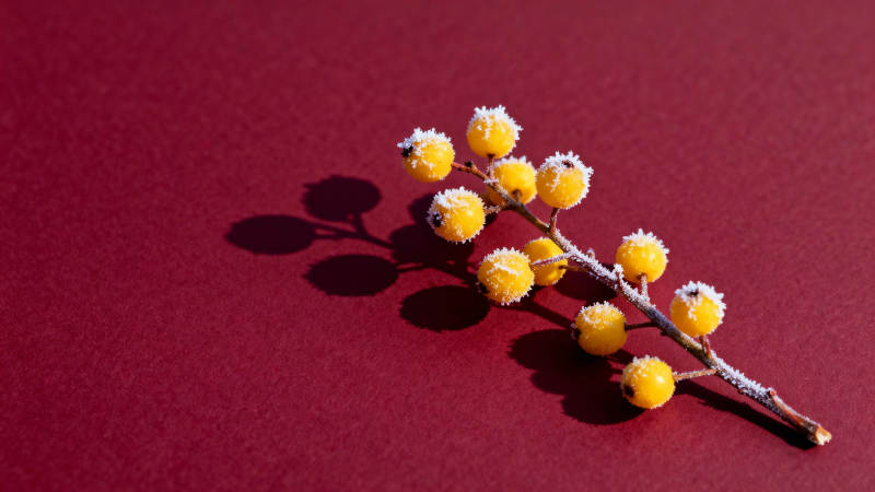 金黄花枝映红底图片