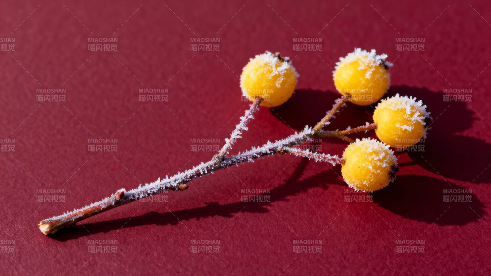 霜覆黄果枝图片