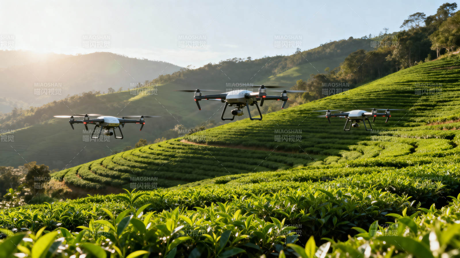 无人机茶园巡检图片