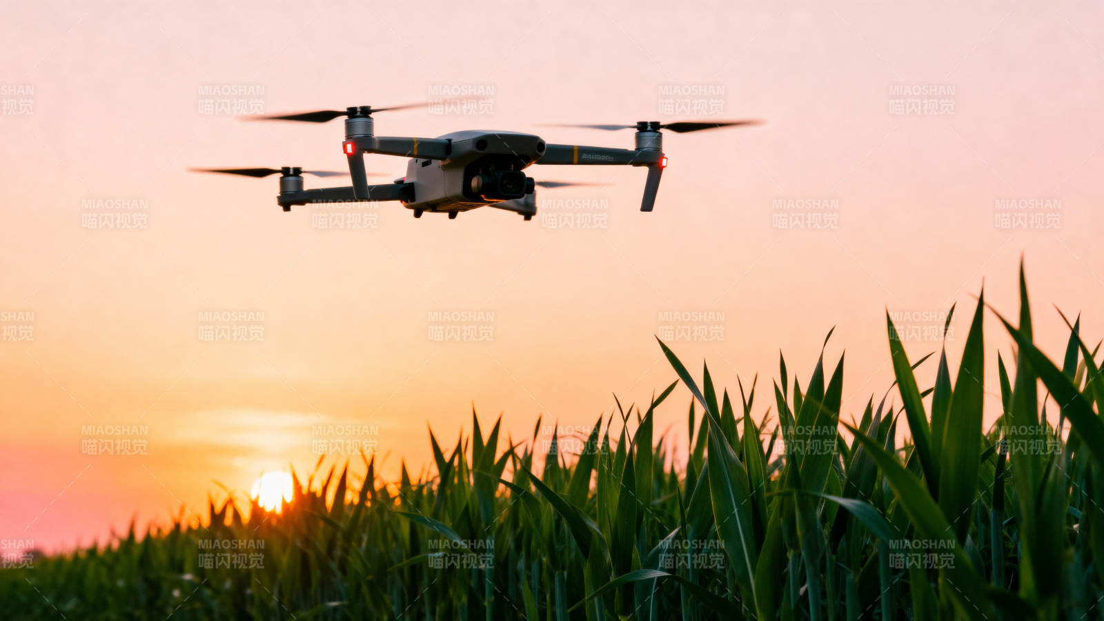 无人机飞越玉米田图片