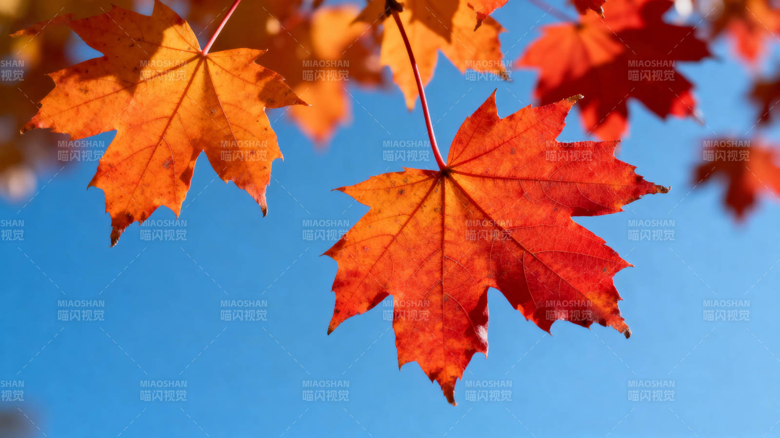 秋叶映蓝天图片