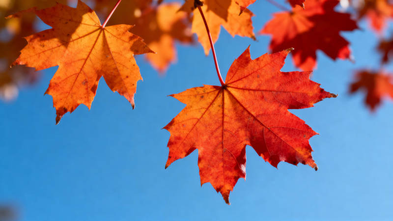 秋叶映蓝天图片