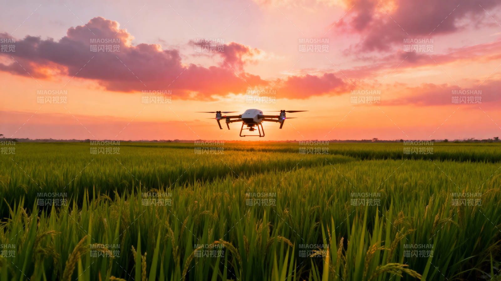无人机飞越稻田图片