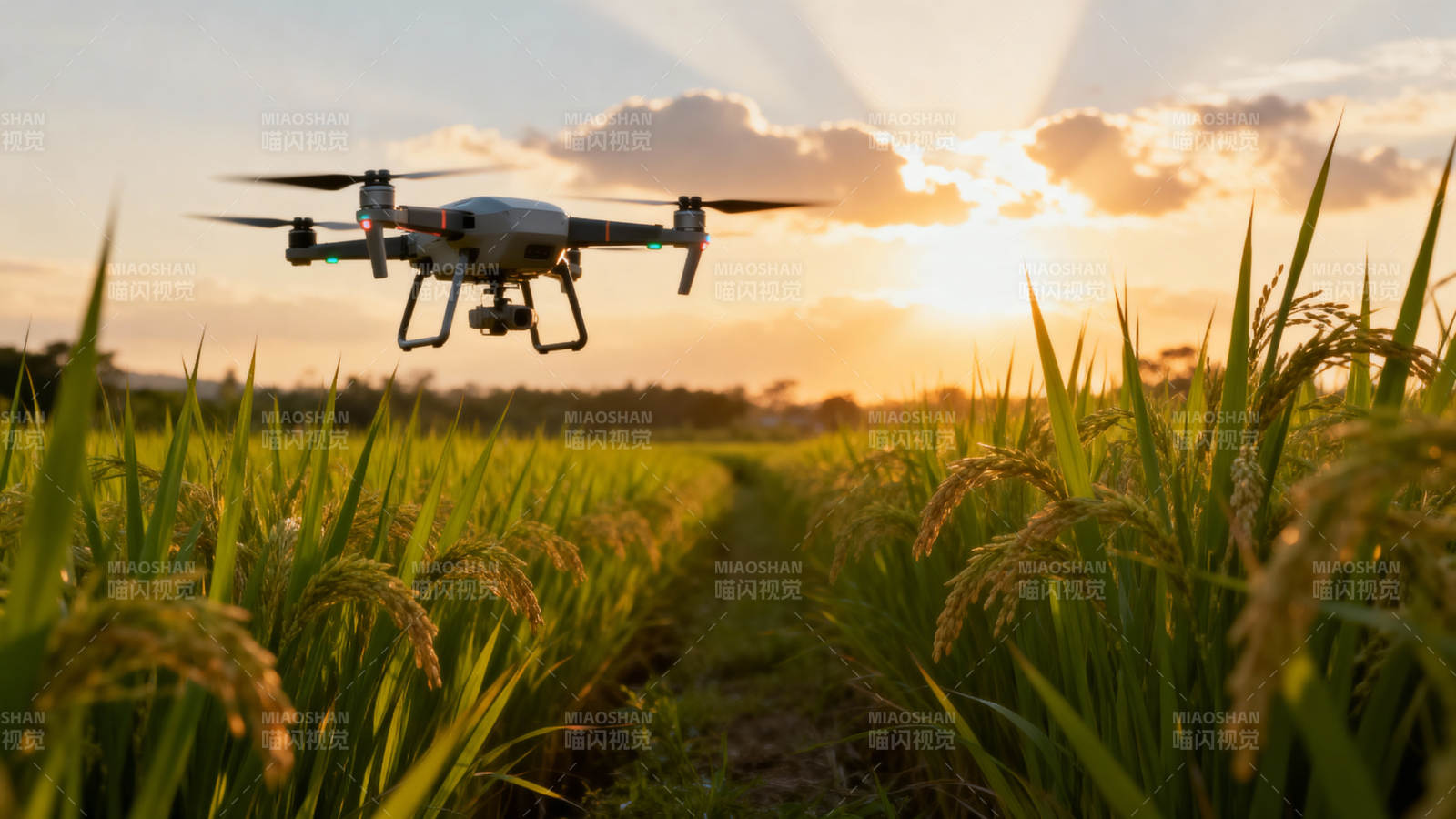 无人机飞越稻田图片