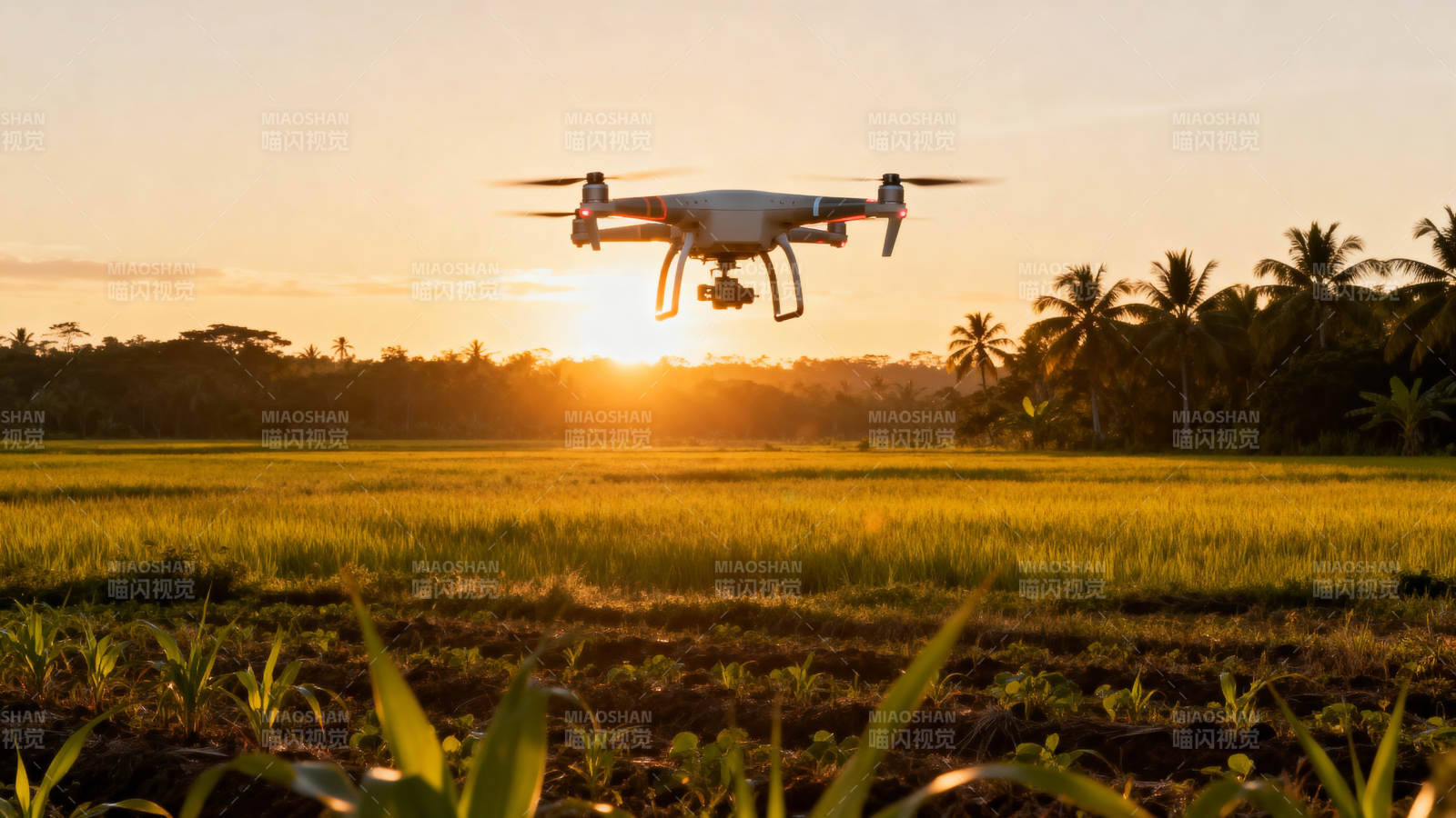 无人机飞越稻田图片
