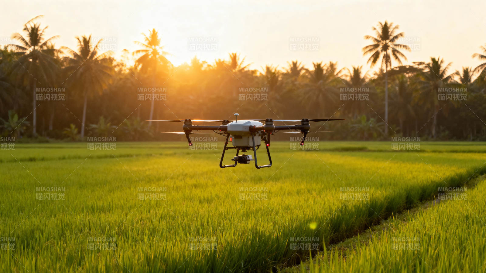 无人机飞越稻田图片