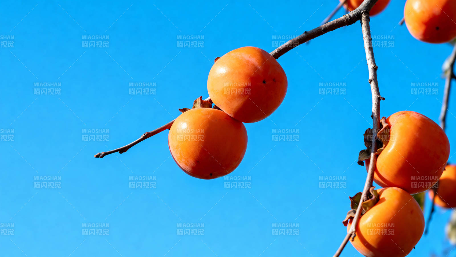 柿子挂枝头图片