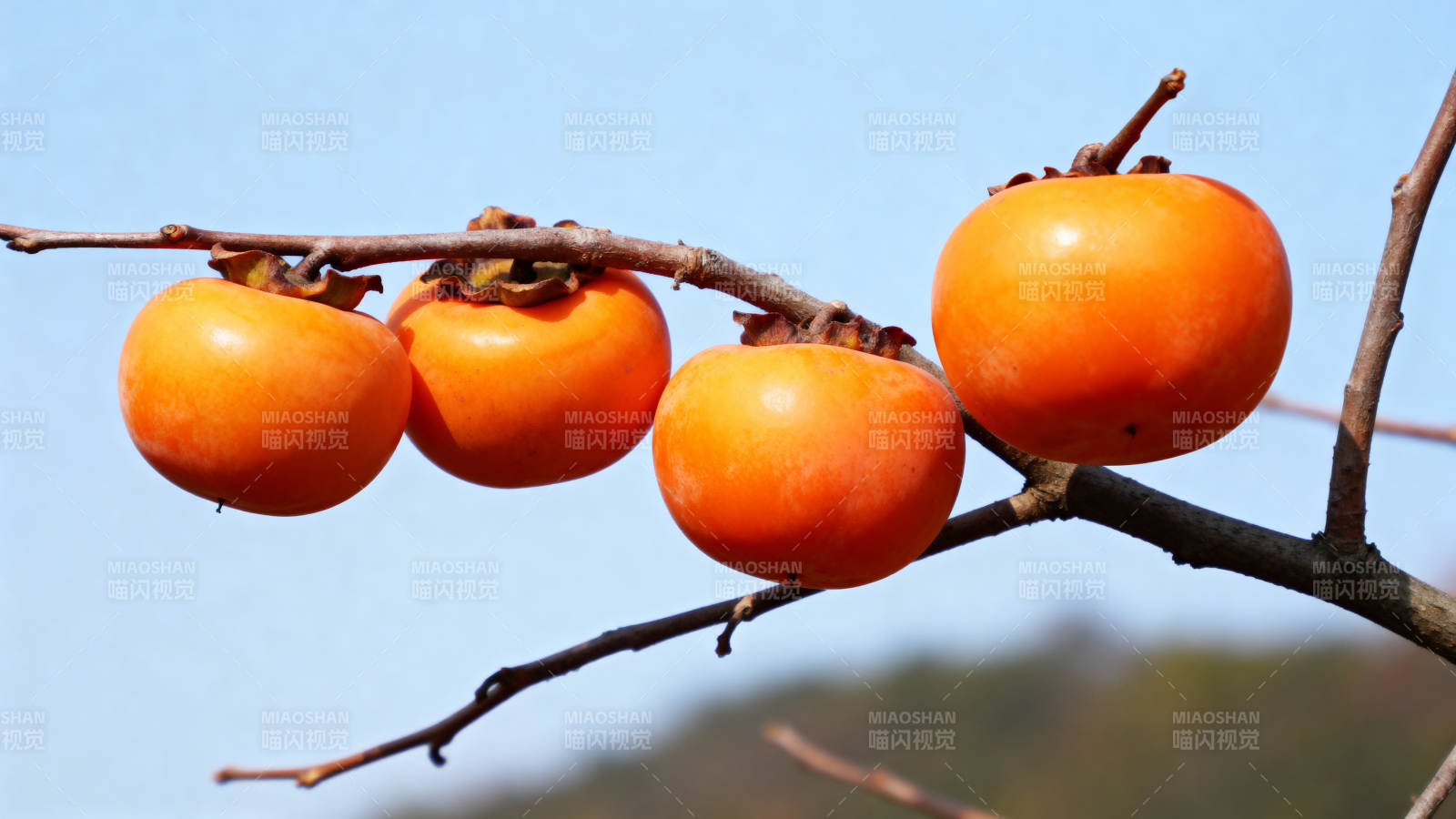 枝头柿子熟图片