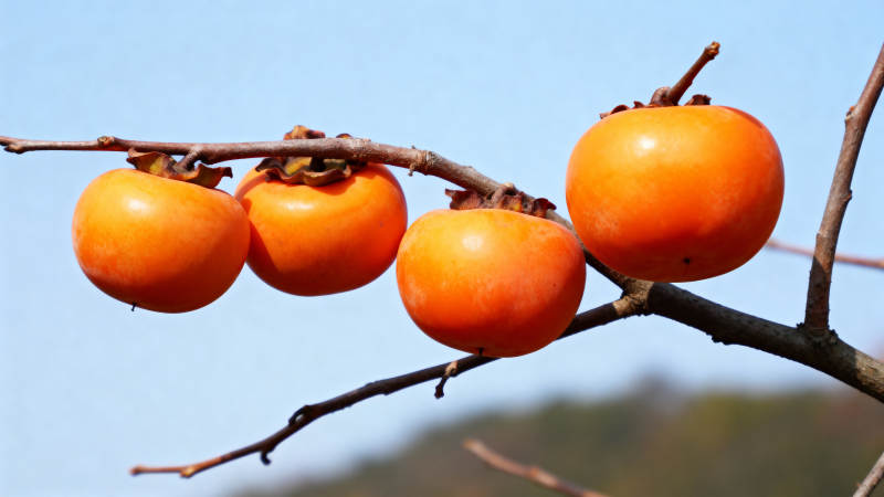 枝头柿子熟图片