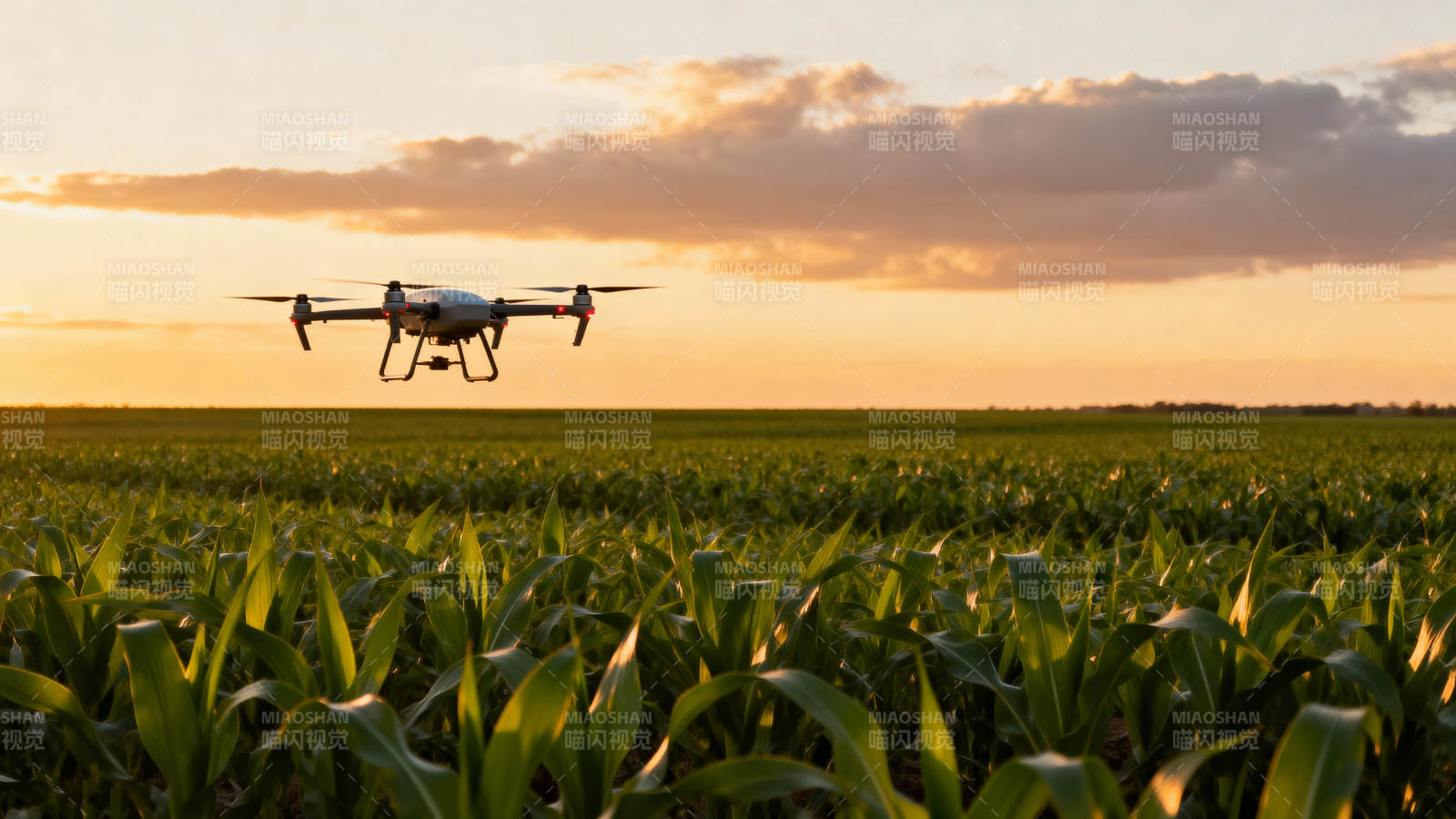 无人机飞越玉米田图片