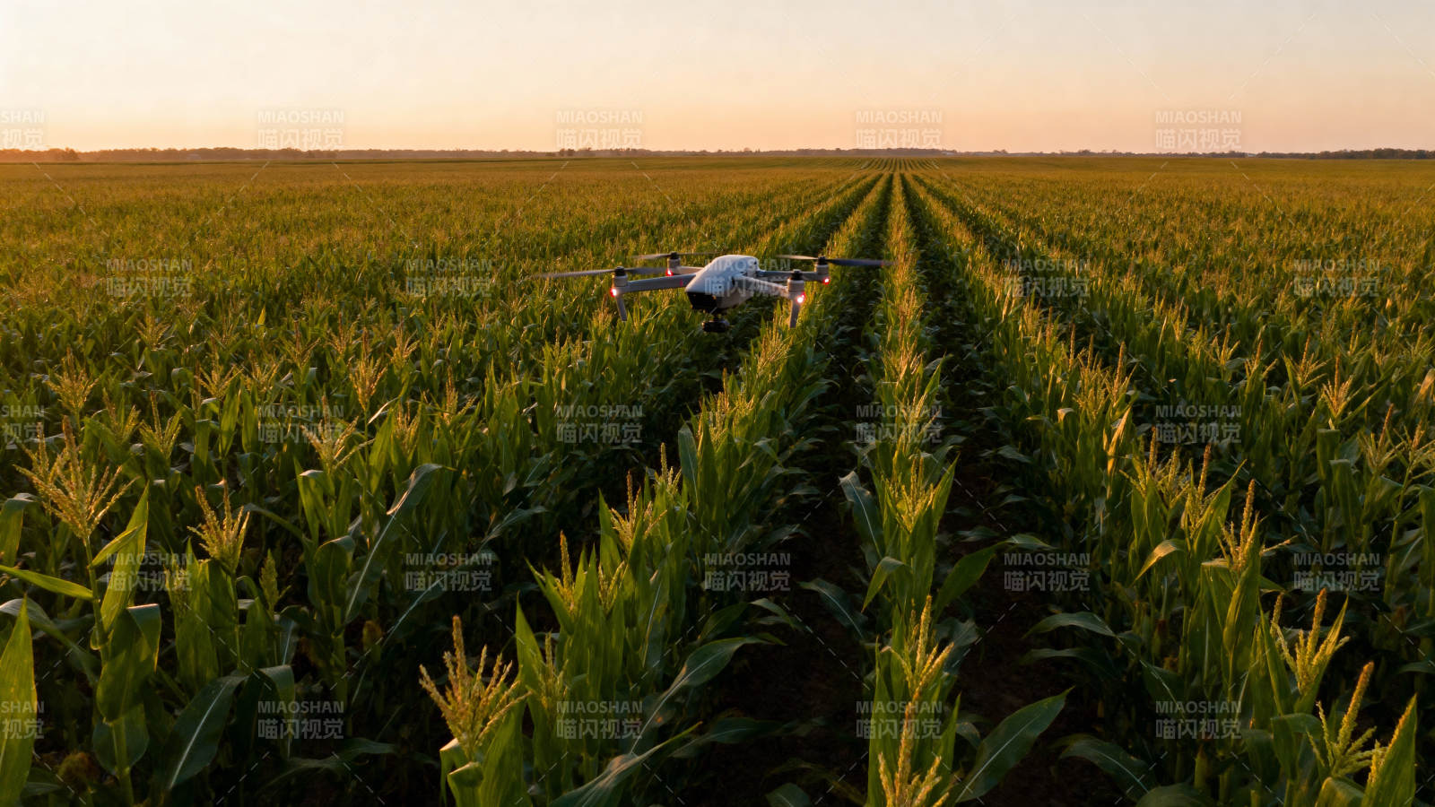 无人机巡田图片
