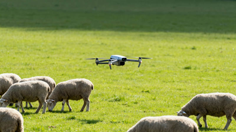无人机牧羊场景图片