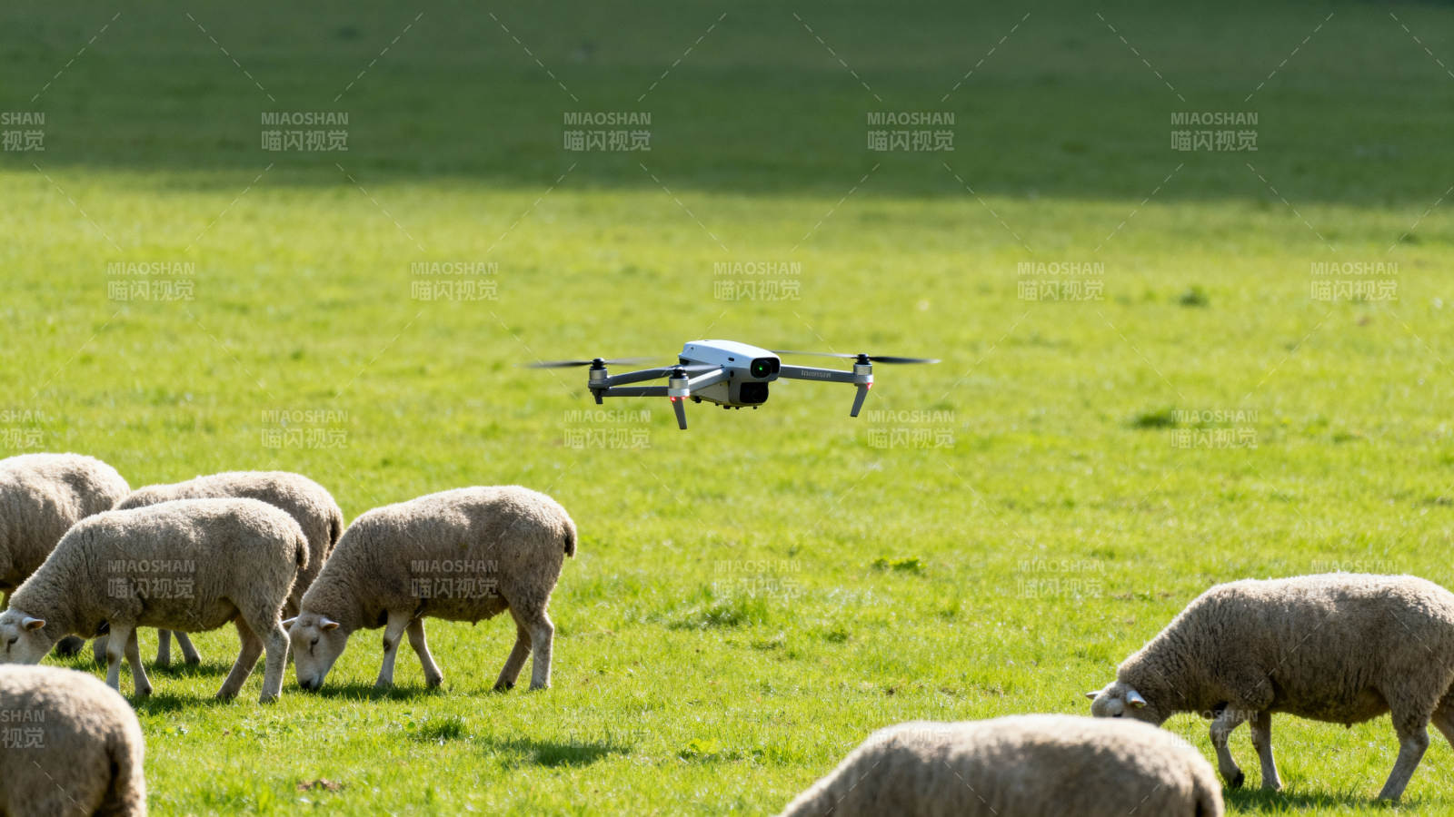 无人机牧羊场景图片