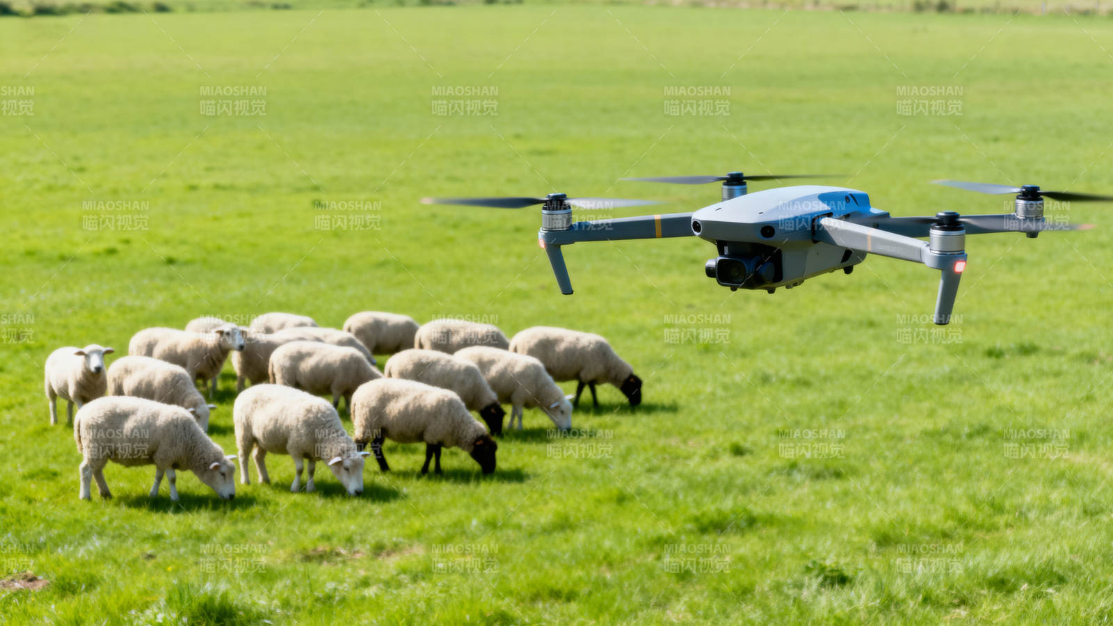 无人机牧羊图片