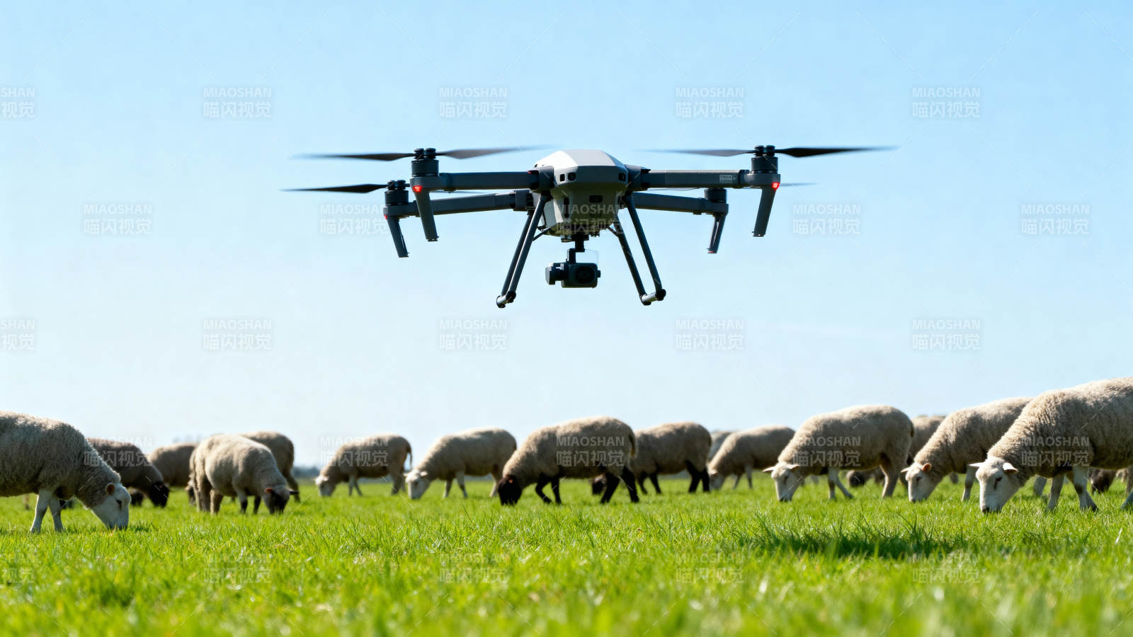 无人机牧羊图片