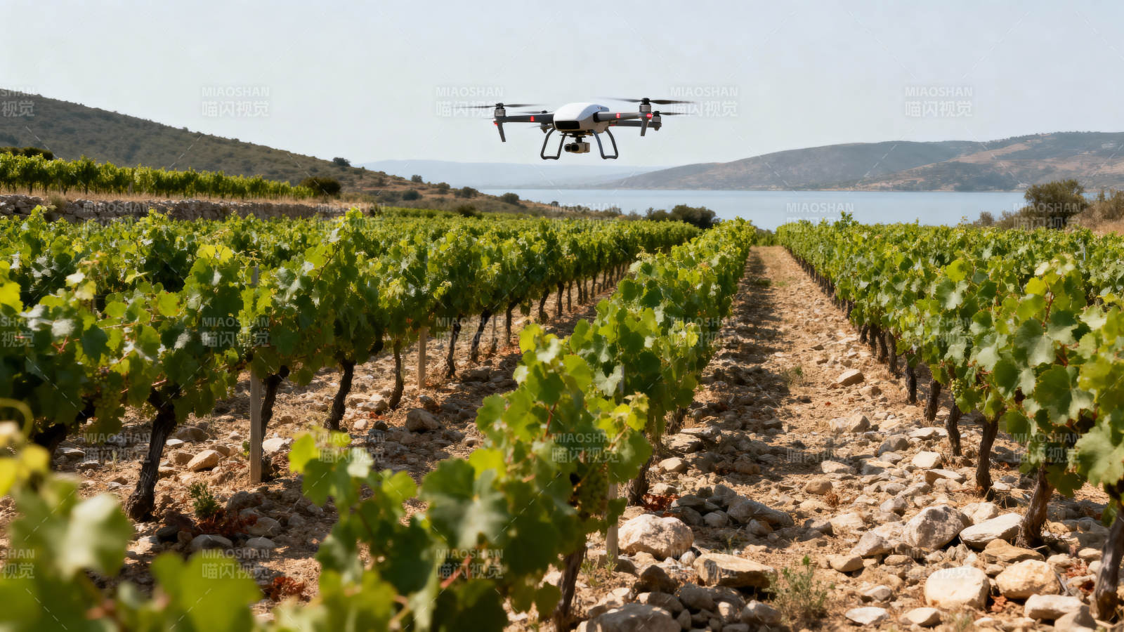 无人机巡检葡萄园图片