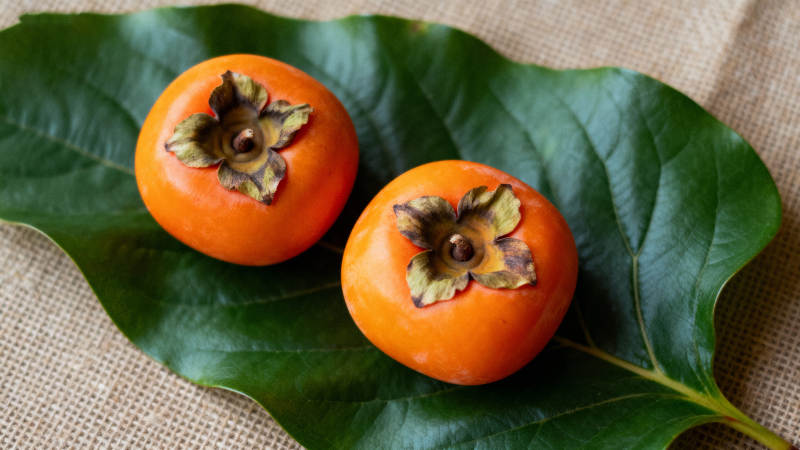 柿子静物图图片