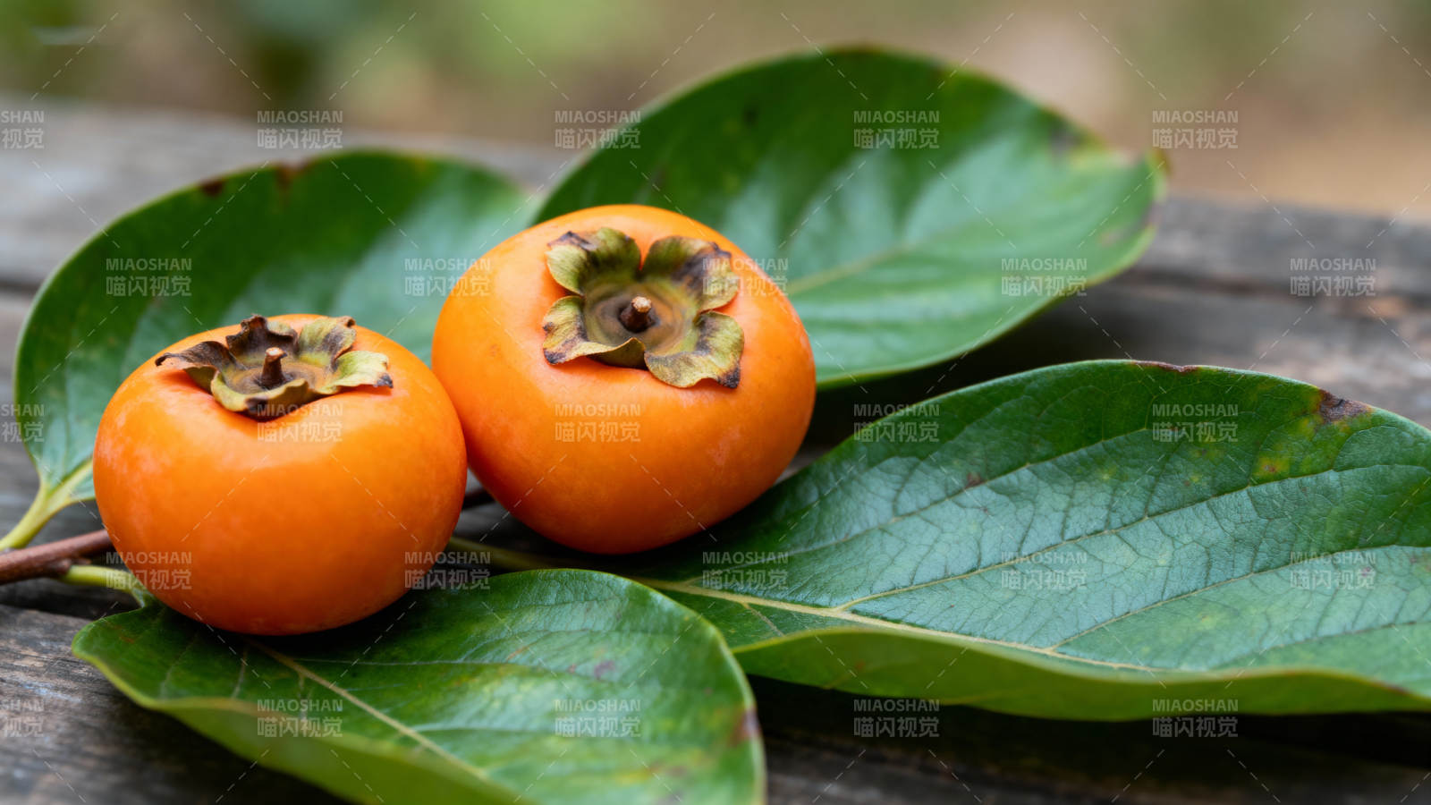 柿子与绿叶相伴图片