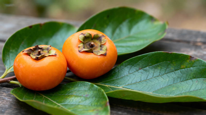 柿子与绿叶相伴图片