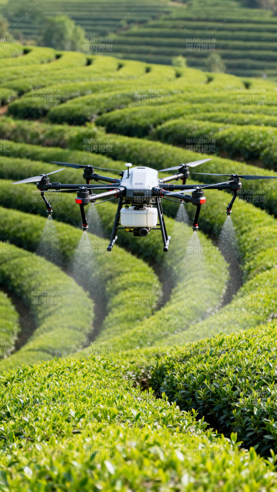 无人机茶园喷洒图片