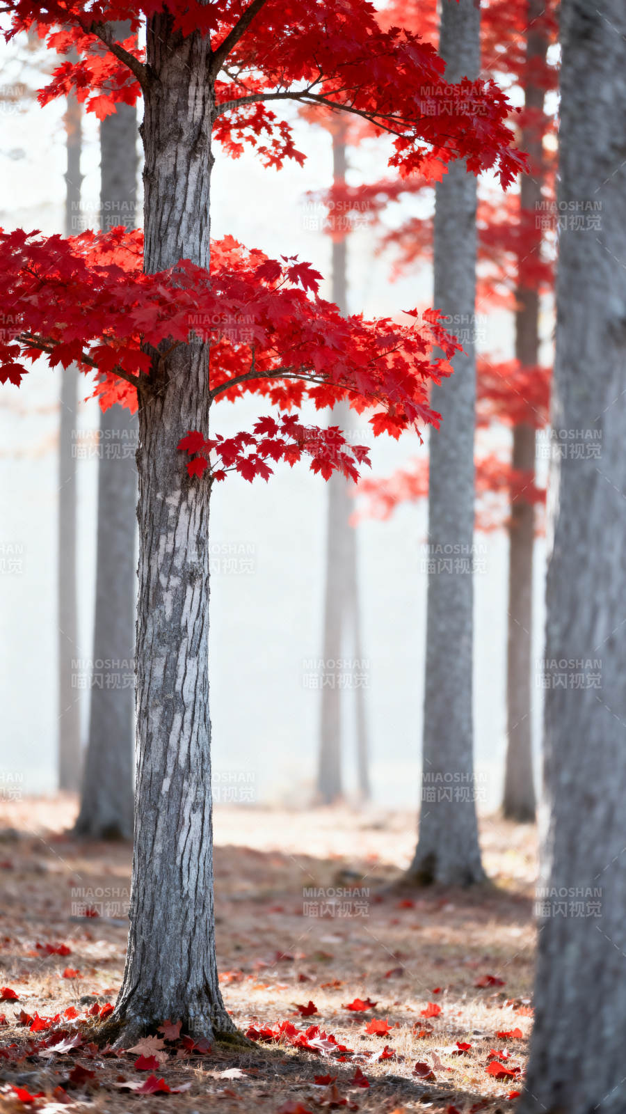 红叶映林间图片