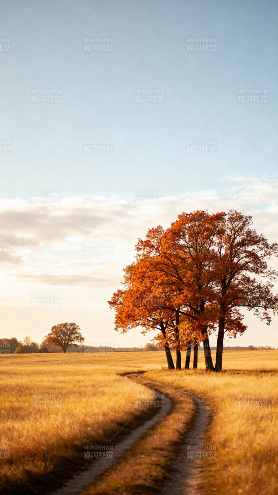 秋日小径树影图片