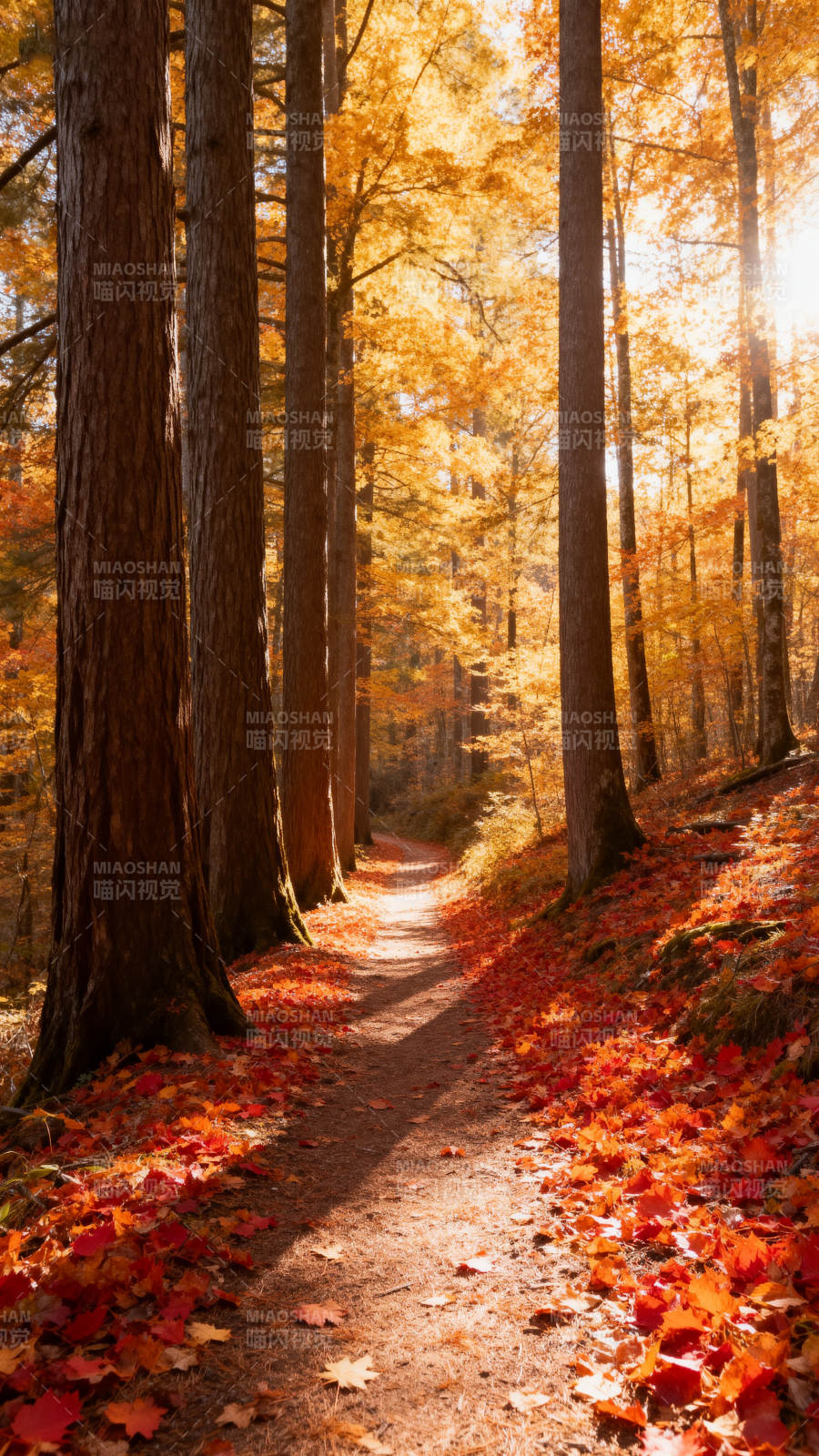秋林小径图片
