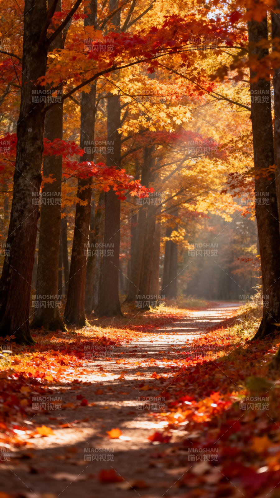 秋林小径图片