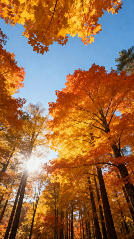 秋林金叶映蓝天图片