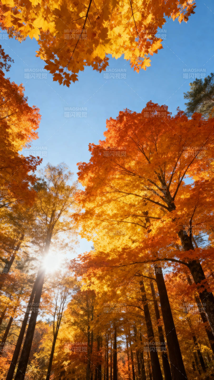 秋林金叶映蓝天图片