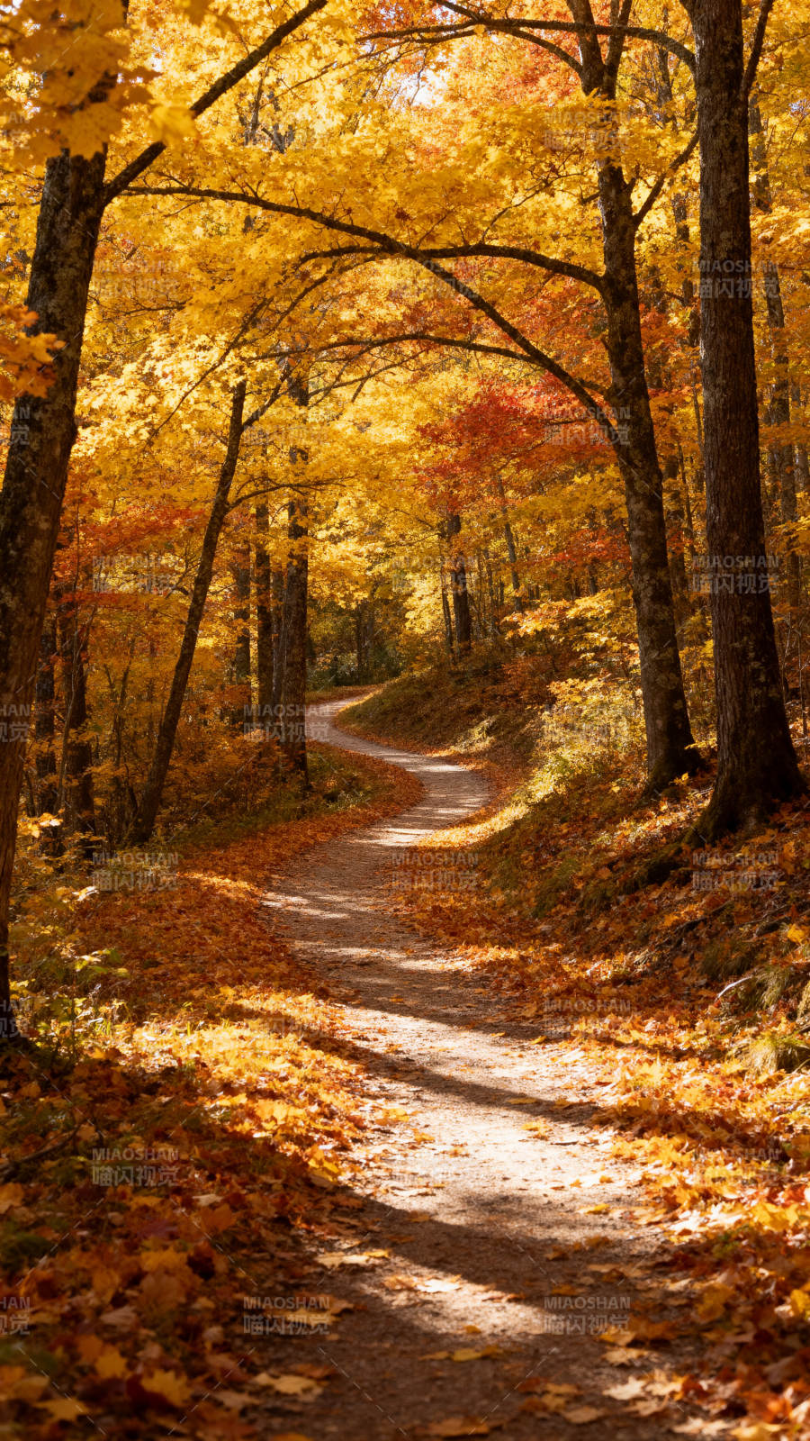 秋林小径图片