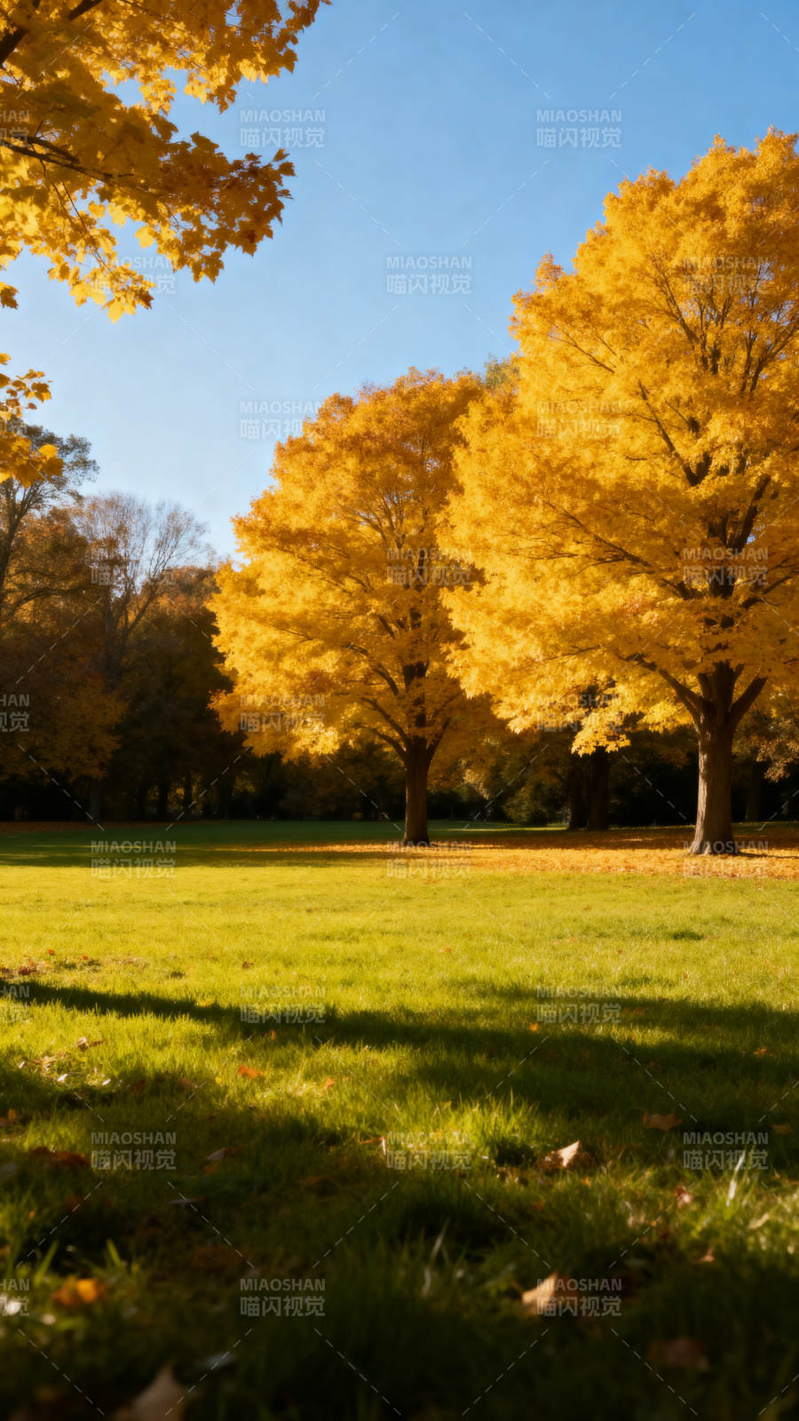 秋日金叶映草地图片