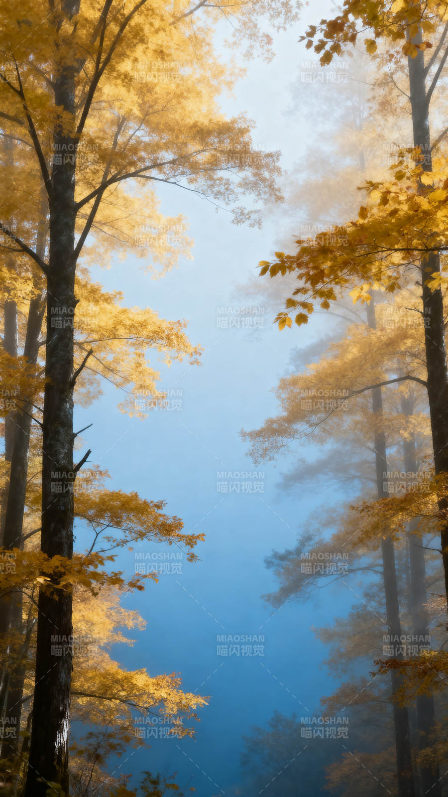 秋林晨雾图片
