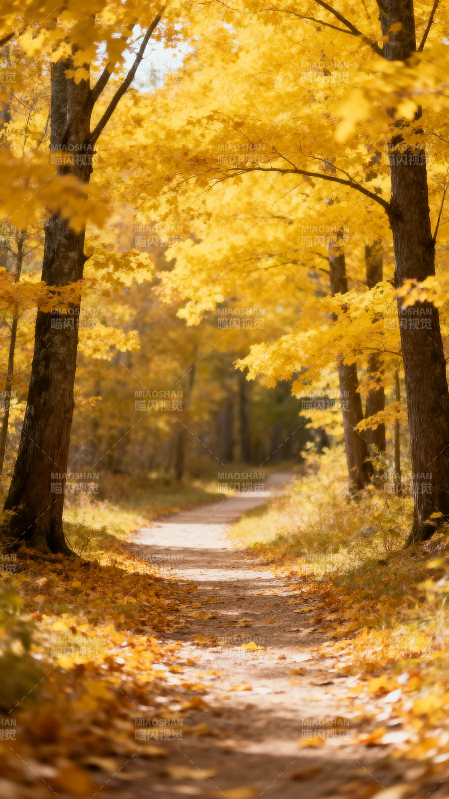秋林小径图片