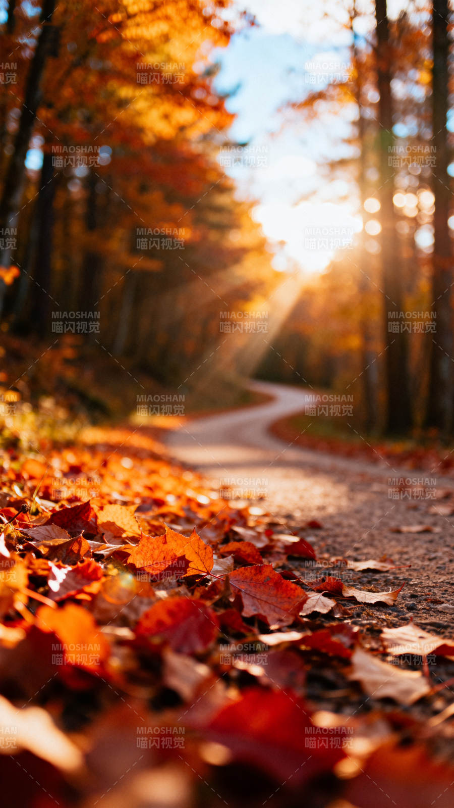 秋日林间小径图片