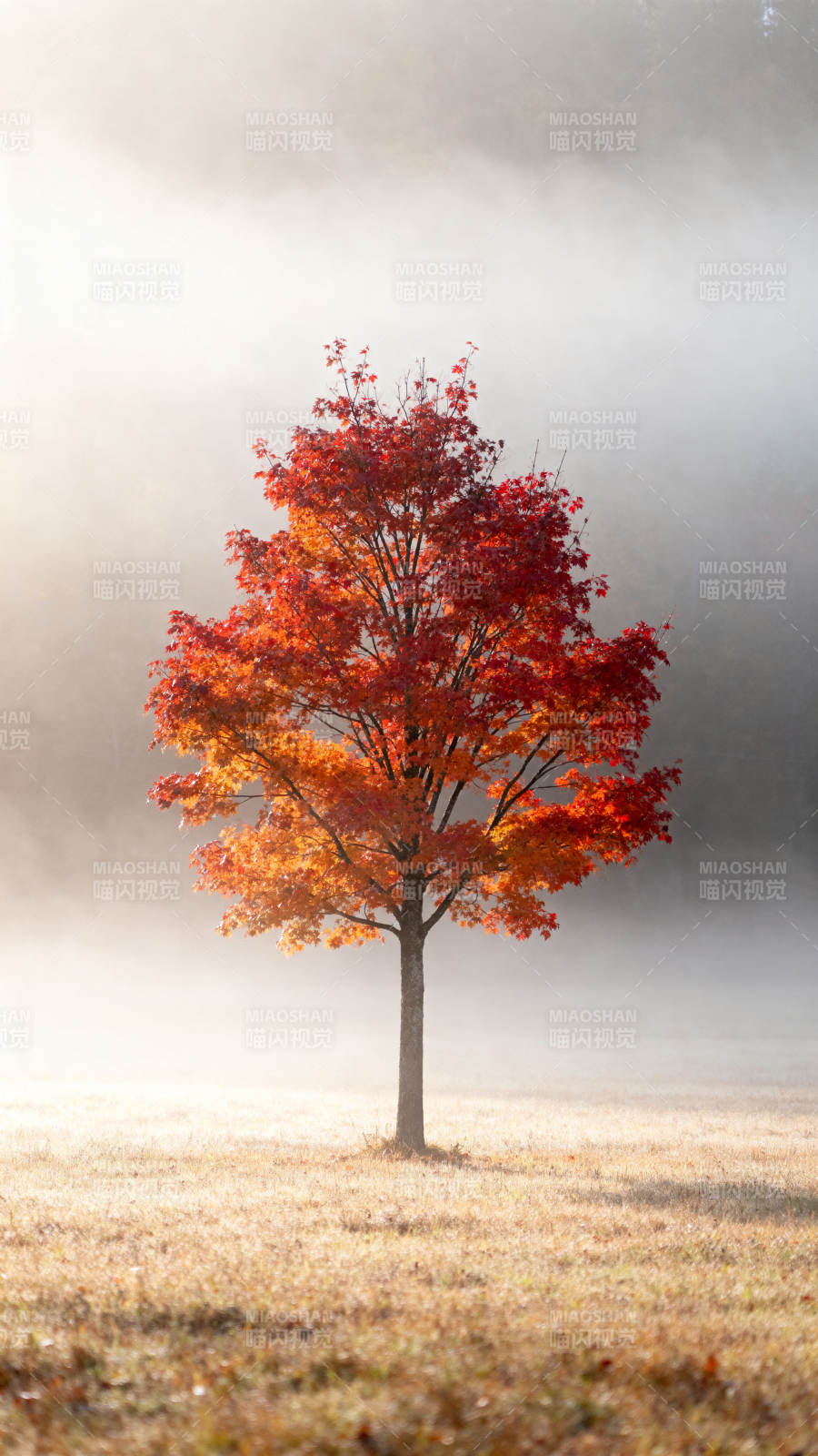 秋雾中的红树图片