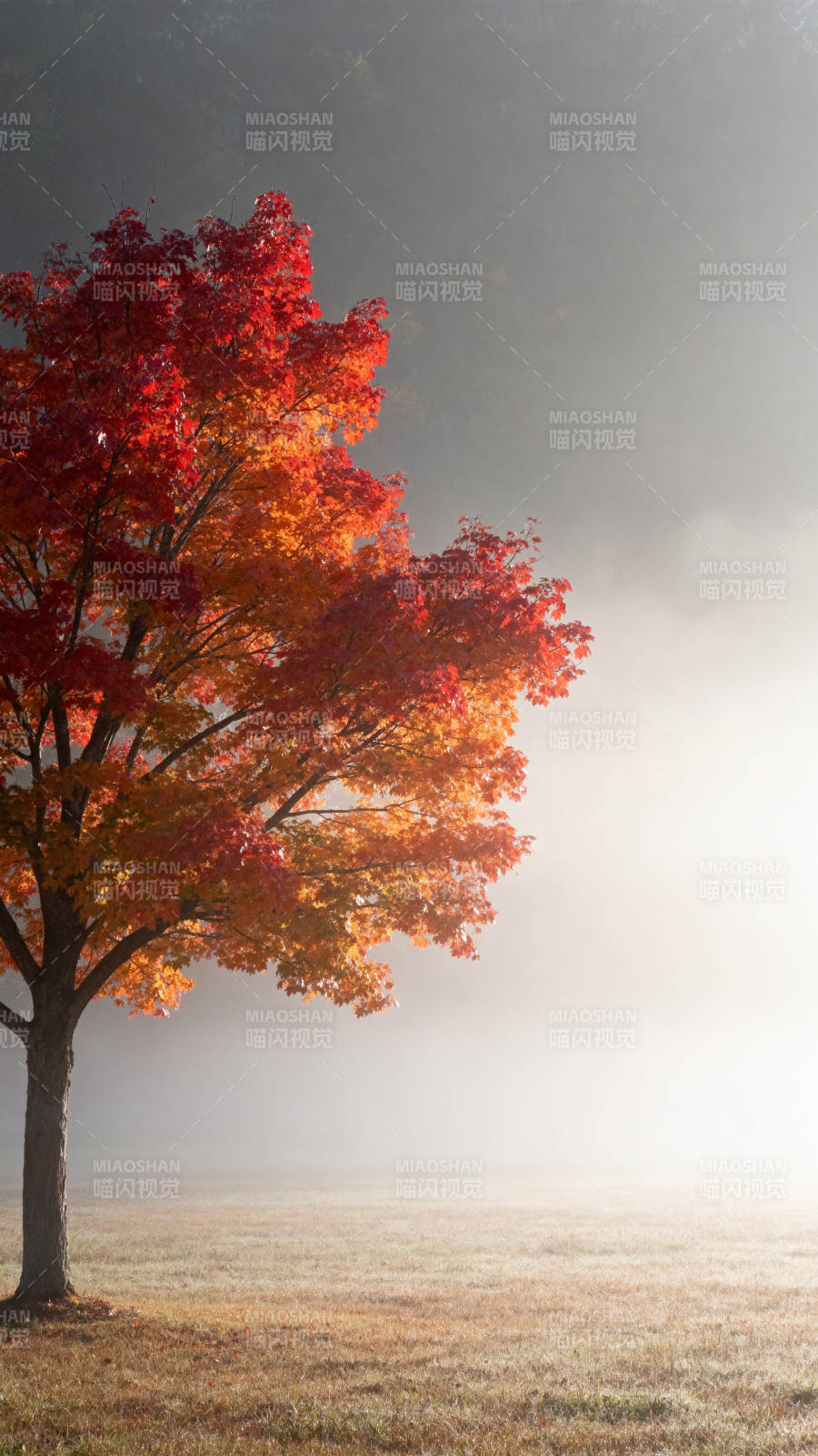 秋雾红树图片