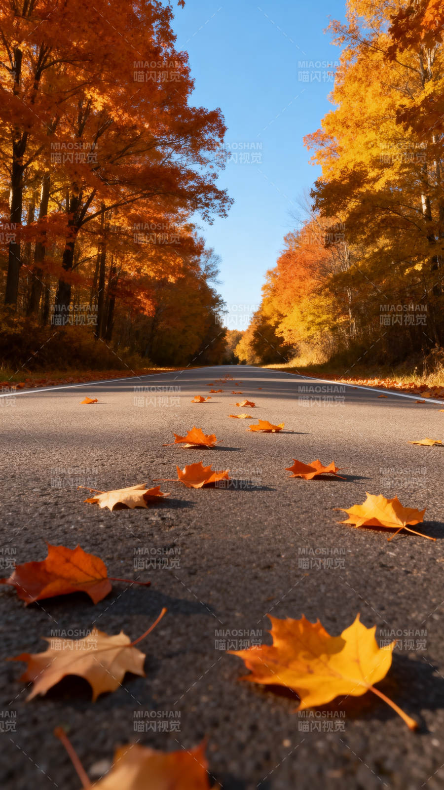 秋叶铺路 金黄满径图片