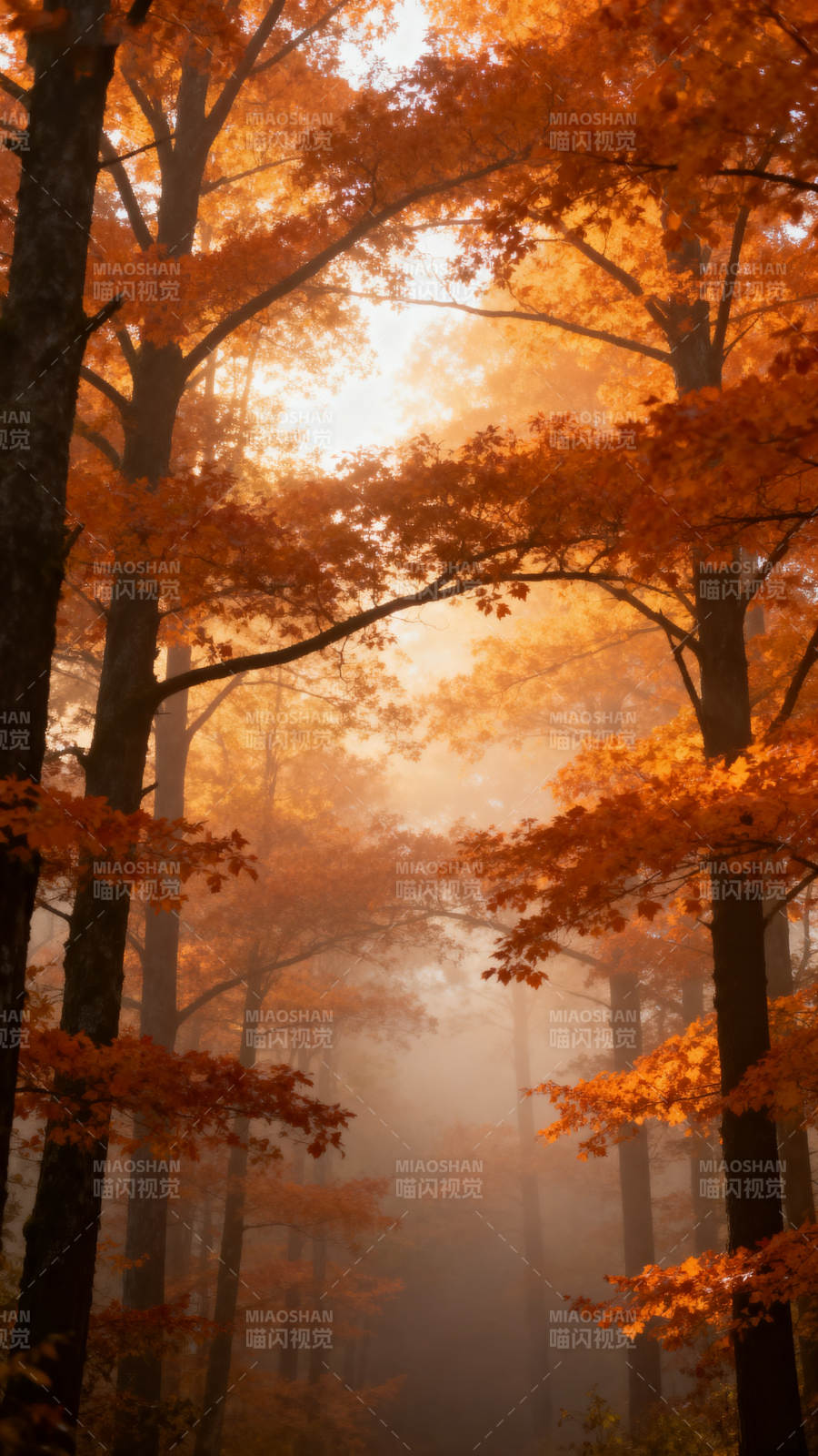 秋雾林间光影图片