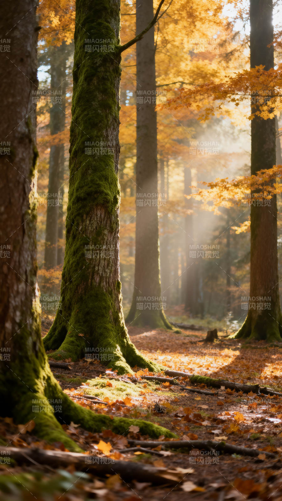 秋林晨光图片