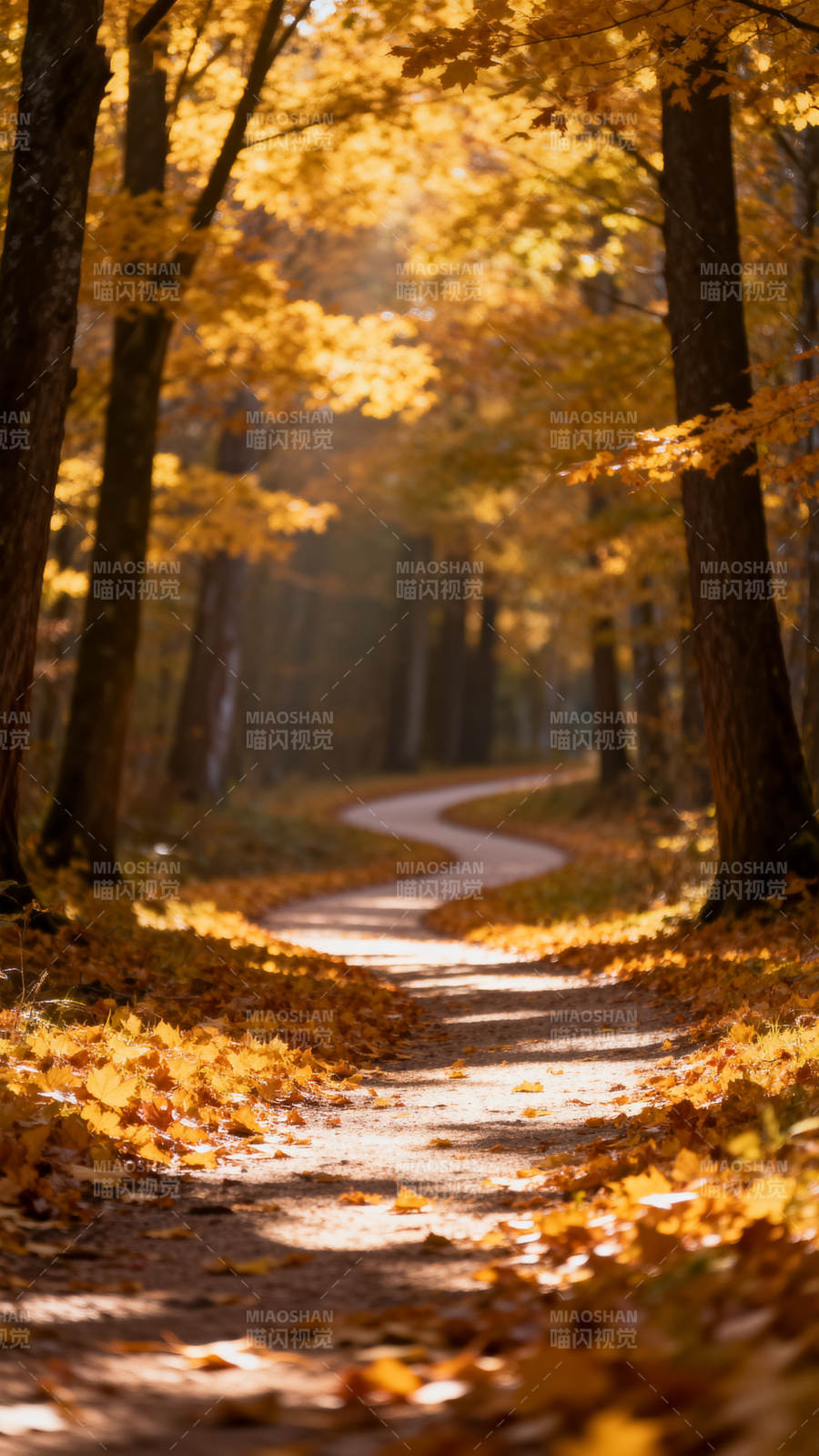 秋林小径图片