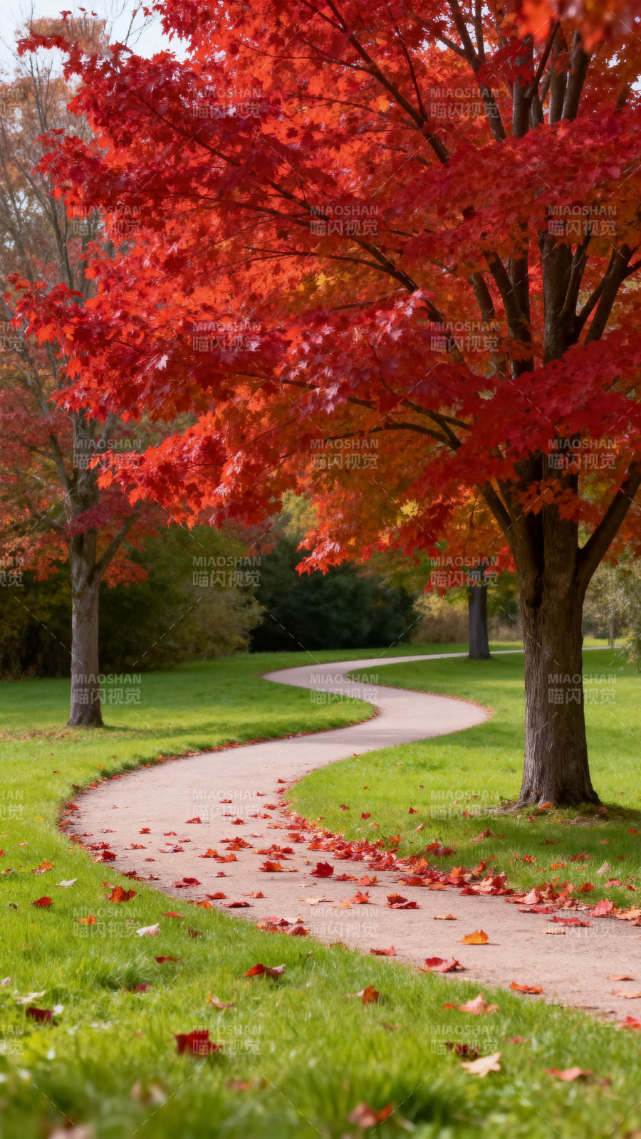 秋径红叶映绿茵图片