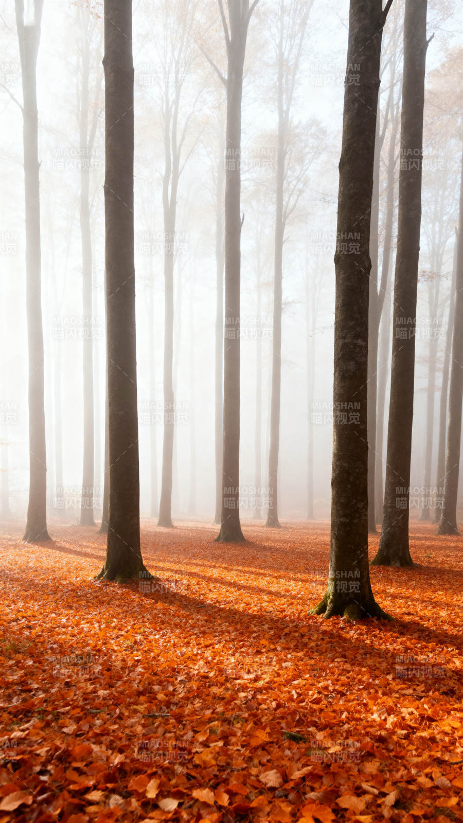 秋雾林间图片