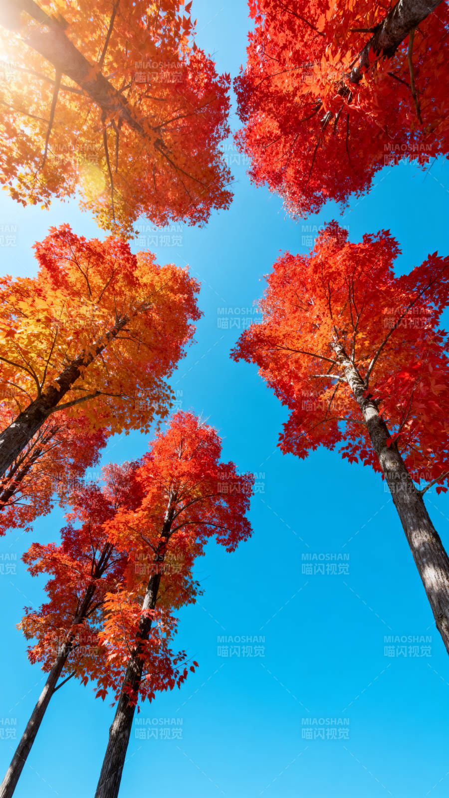 秋日红叶映蓝天图片