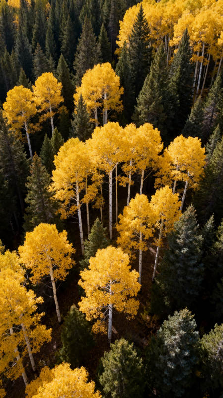 秋林金叶映翠松图片