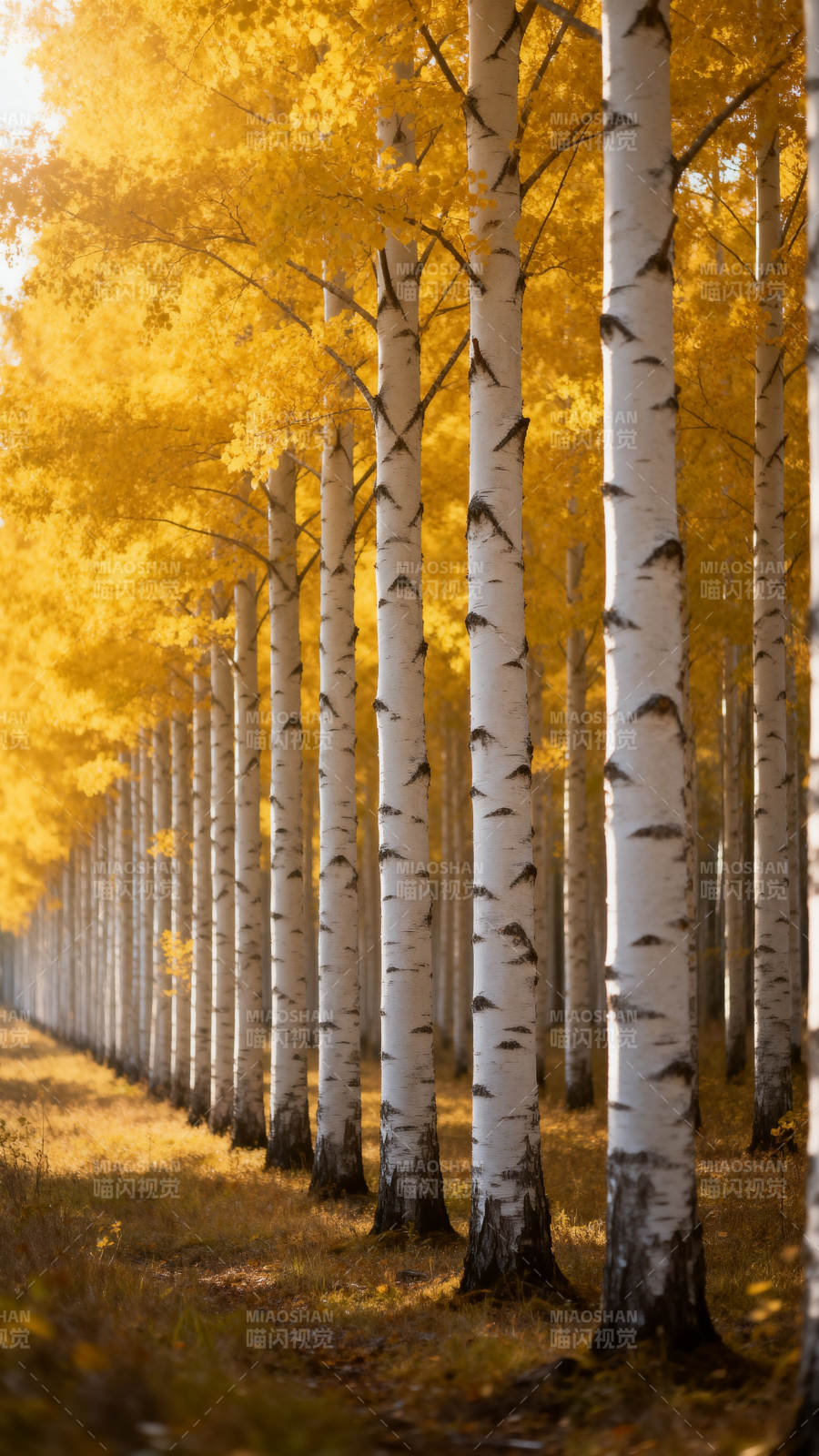 金秋白桦林图片