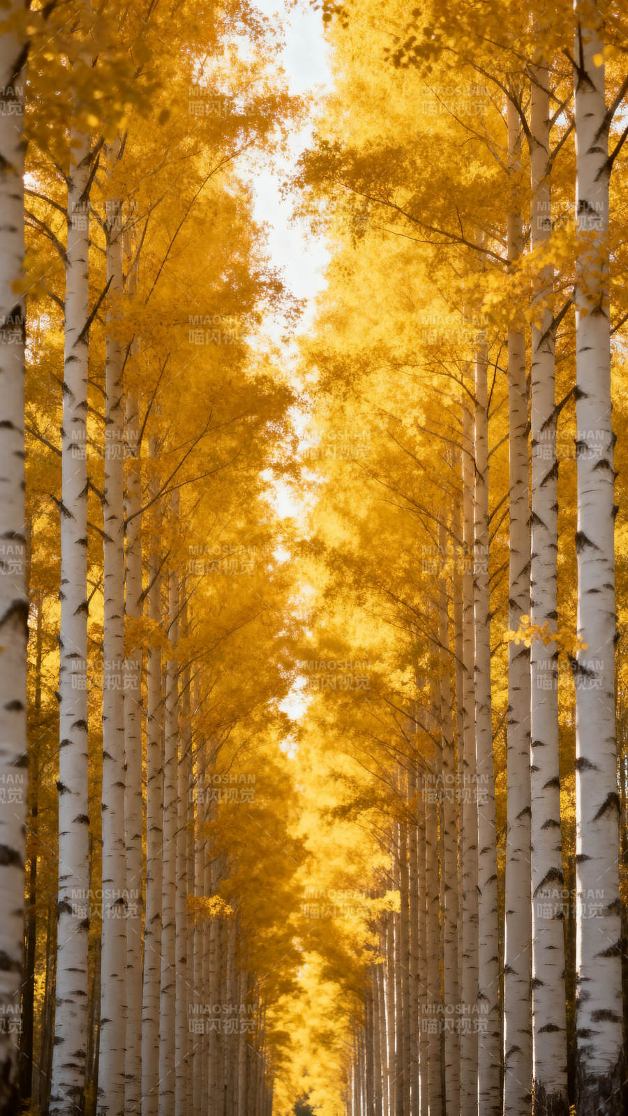 金秋白桦林图片