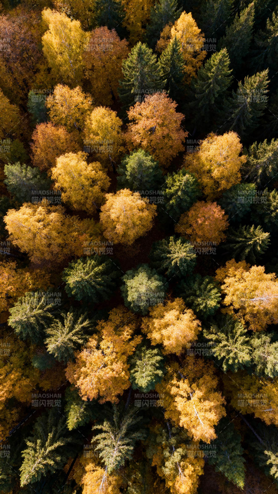 秋林俯瞰图片