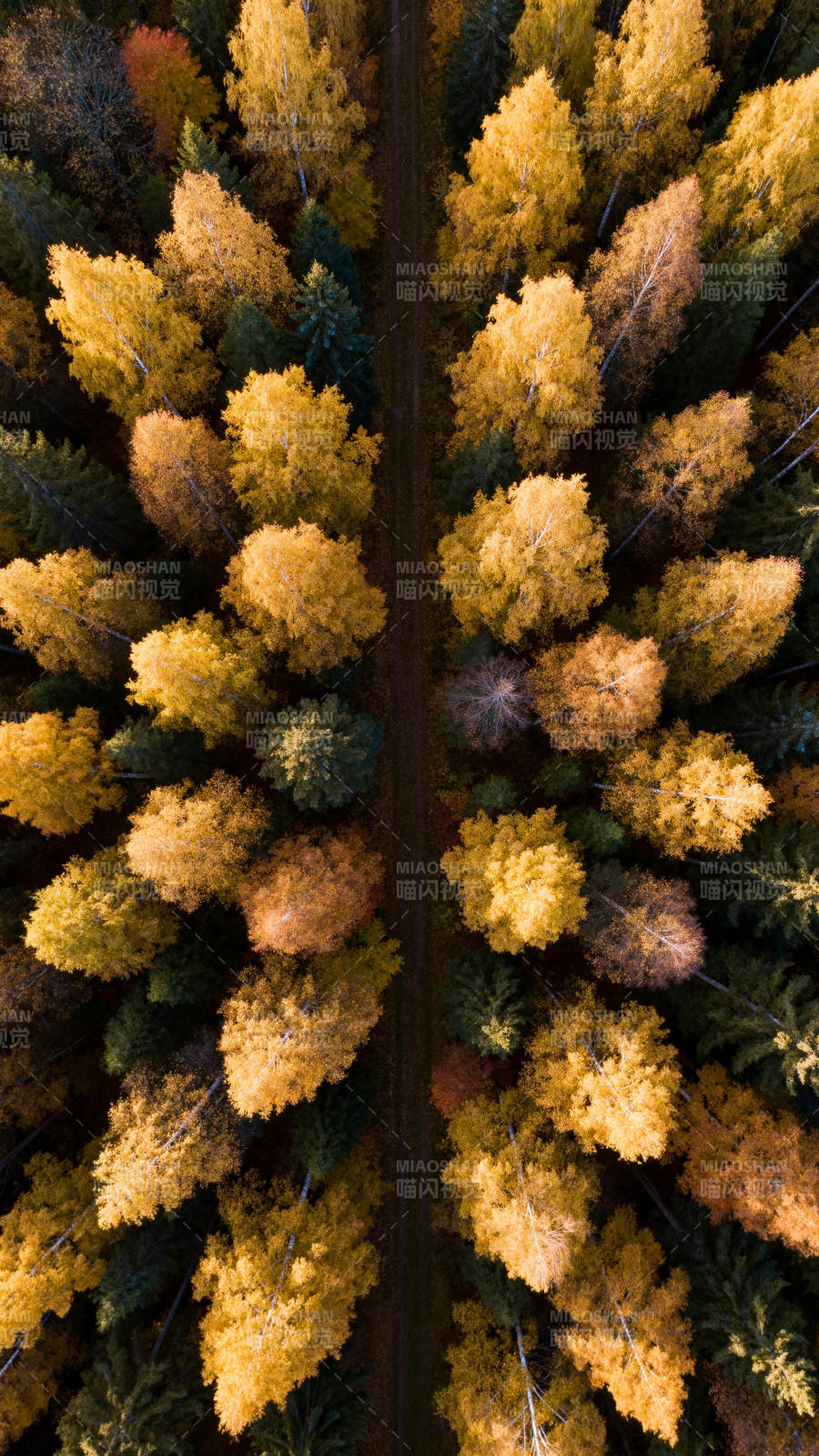秋林航拍美景图片