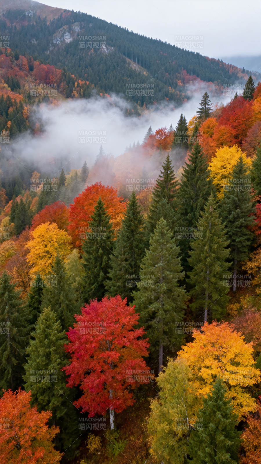 秋山雾绕彩林图片
